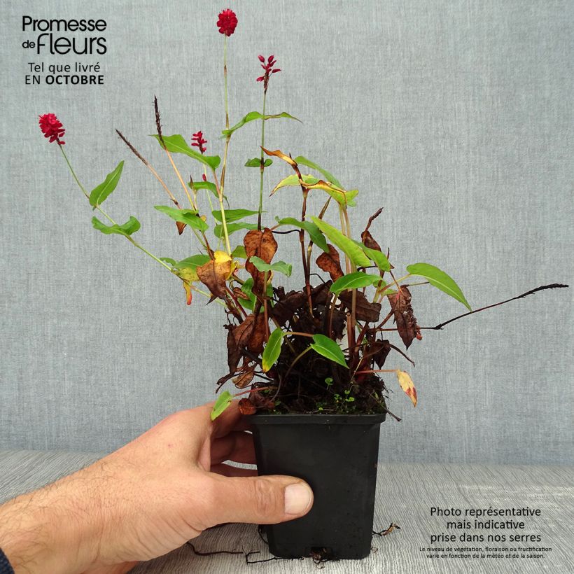 Esemplare di Persicaria amplexicaulis Taurus Vasetto da 8/9 cm come consegnato in autunno