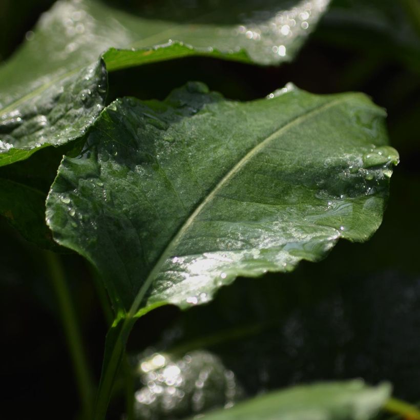 Persicaria bistorta Superba - Bistorta (Foliage)