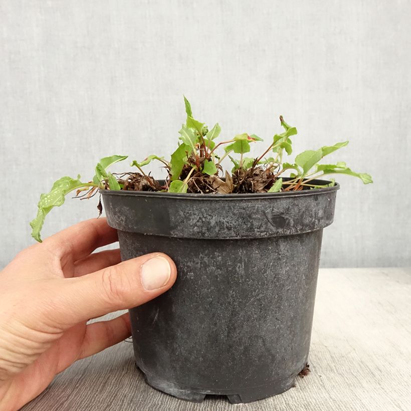 Example of Persicaria bistorta Superba - Bistorta Vaso da 2L/3L as you get in printemps