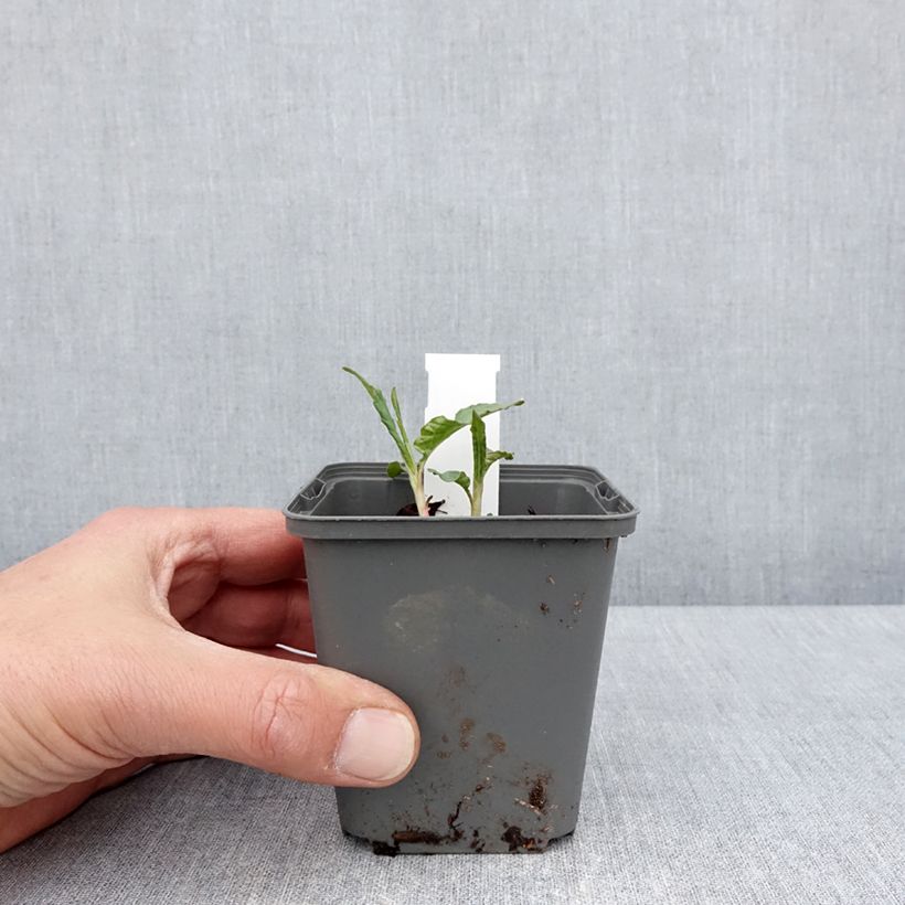 Example of Persicaria dshawachischwilii Vasetto da 8/9 cm as you get in printemps