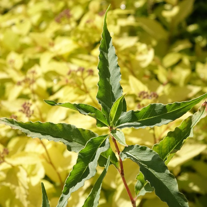 Persicaria dshawachischwilii (Foliage)