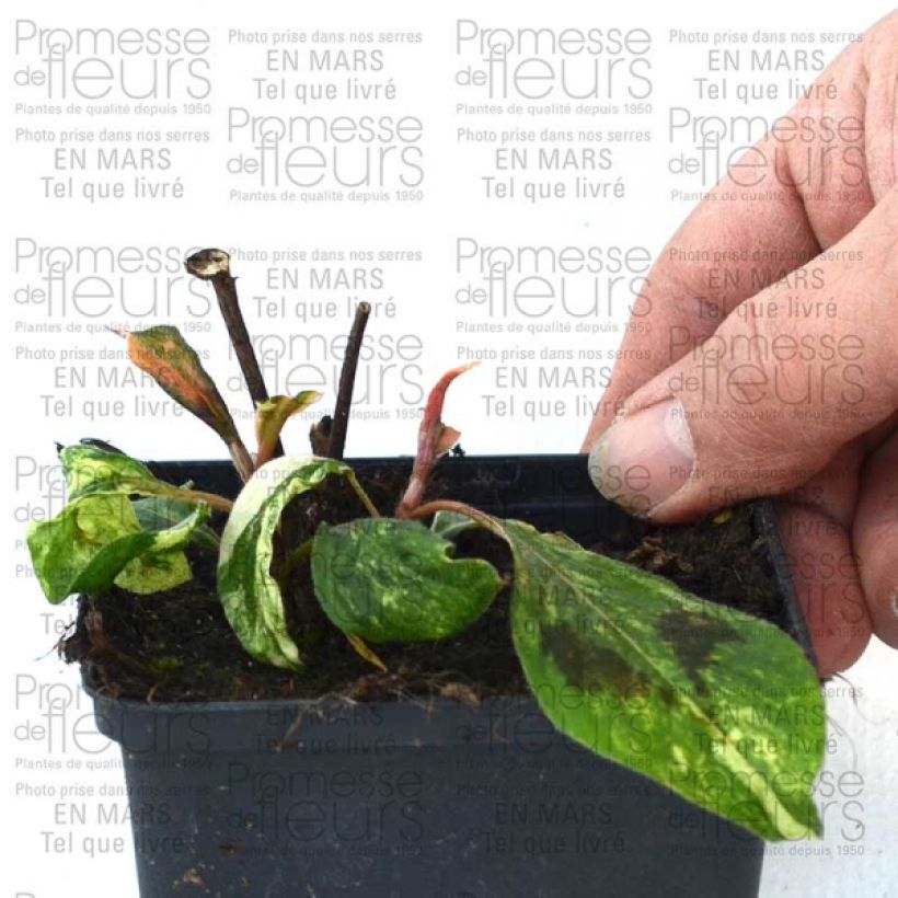 Esempio di esemplare Persicaria virginiana var. filiformis Compton's Red Vasetto da 8/9 cm come consegnato