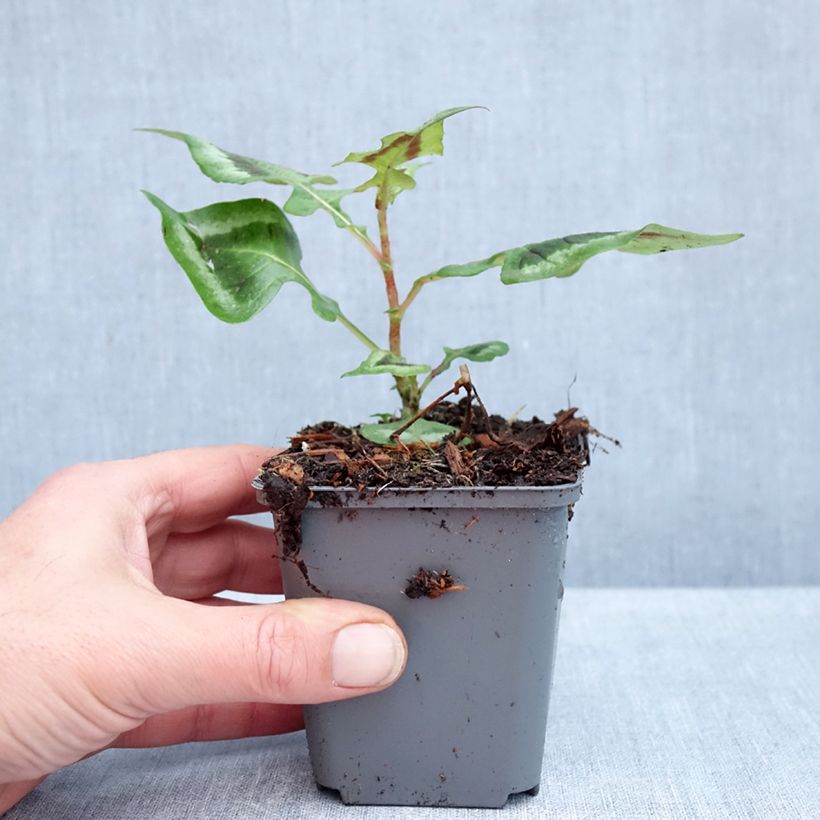 Esemplare di Persicaria runcinata Purple Fantasy Vasetto da 8/9 cm come consegnato in autunno