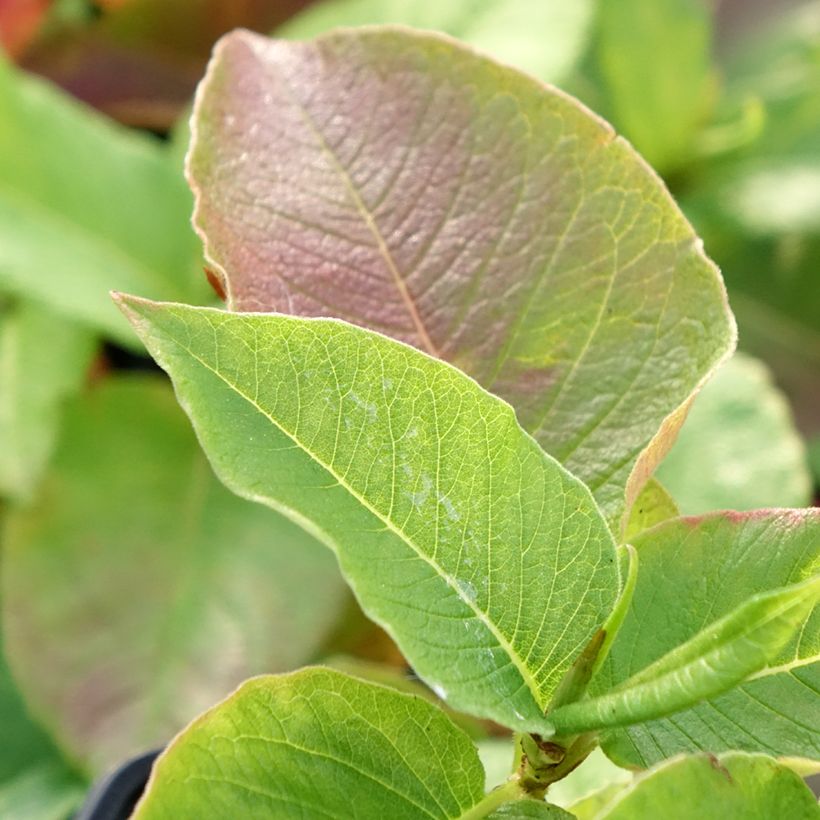 Persicaria weyrichii (Foliage)