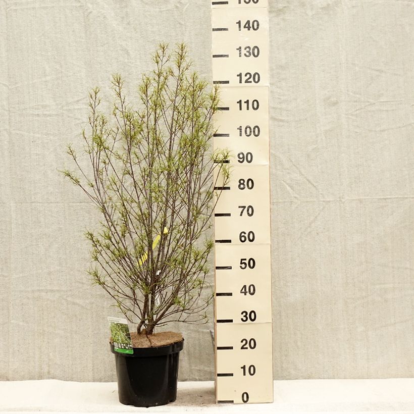 Rhamnus frangula Asplenifolia - Frangola Vaso da 7,5L/10L esemplare consegnato in primavera