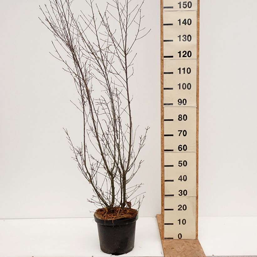 Esemplare di Rhamnus frangula Asplenifolia - Frangola Vaso da 7,5L/10L come consegnato in autunno