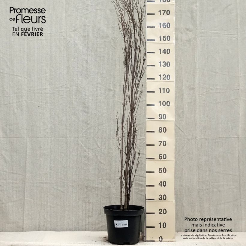 Rhamnus frangula Fine Line - Bourdaine, Frangula alnus Pot de 7,5L/10L esemplare consegnato in inverno