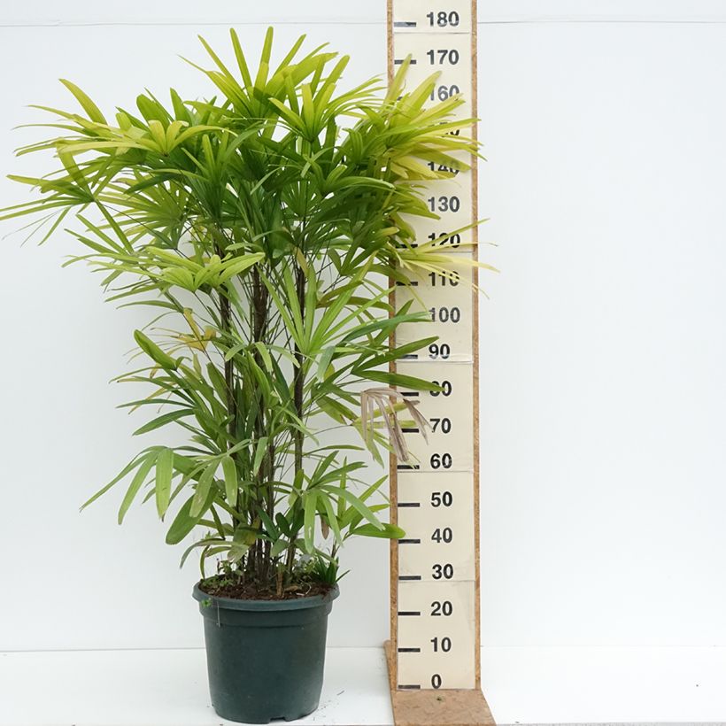 Esemplare di Rhapis excelsa Vaso da 20L/25L come consegnato in autunno