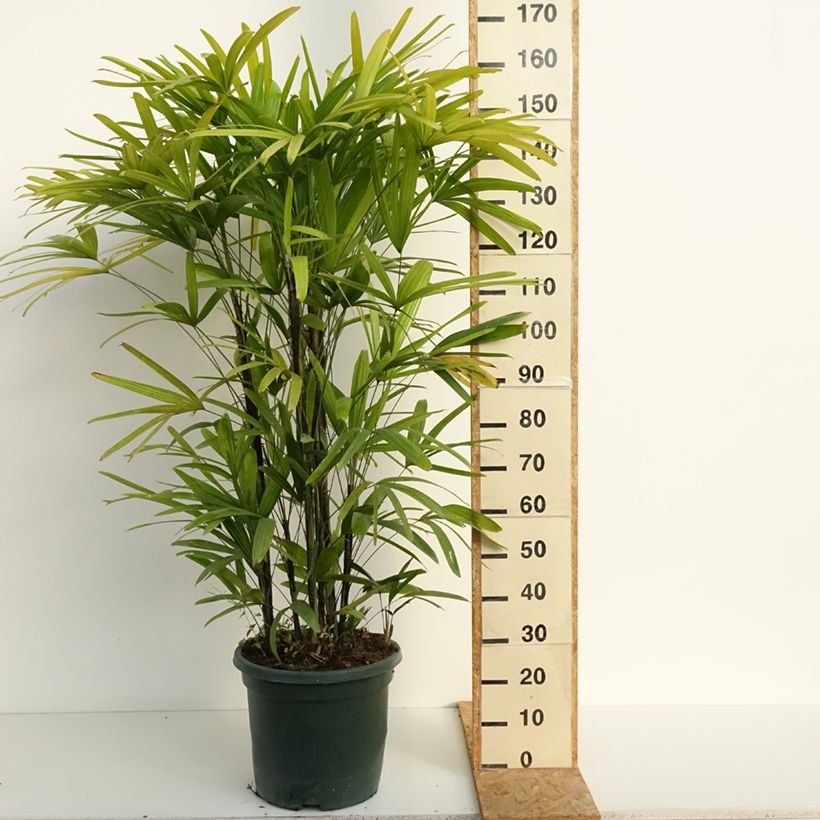 Esemplare di Rhapis excelsa Vaso da 20L/25L consegnato in estate