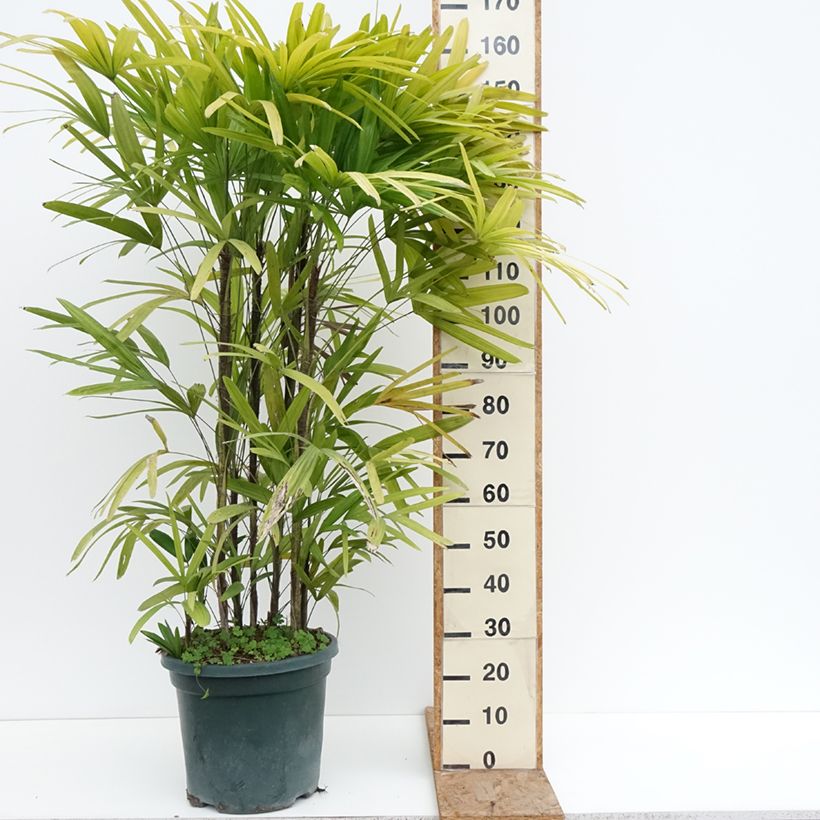 Example of Rhapis excelsa Vaso da 20L/25L as you get in hiver