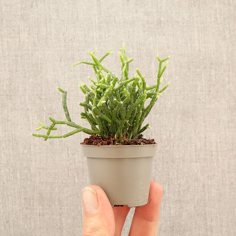 Rhipsalis cereuscula - Cactus mini-pianta esemplare consegnato in primavera