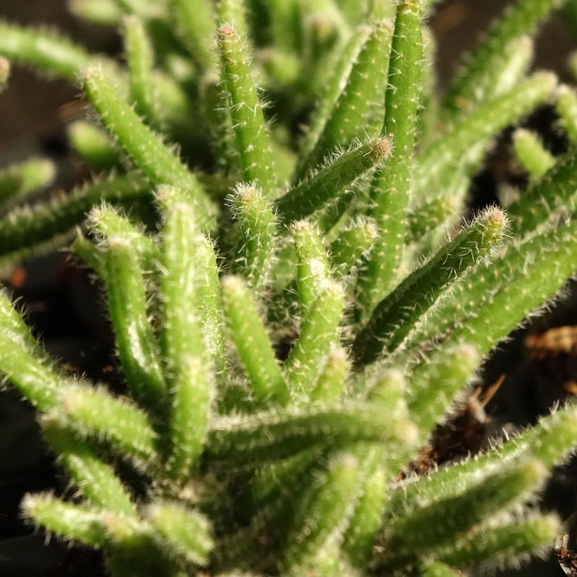 Rhipsalis baccifera subsp. horrida (Fogliame)