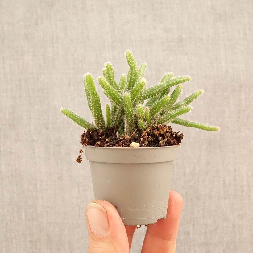 Rhipsalis baccifera subsp. horrida mini-pianta esemplare consegnato in primavera