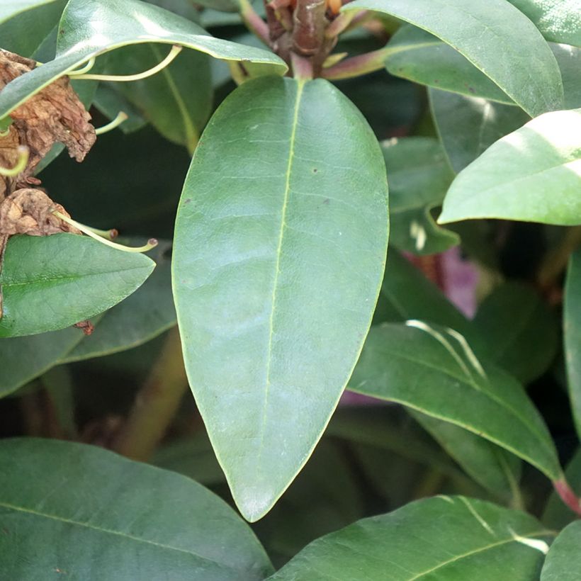 Rhododendron Alfred (Fogliame)