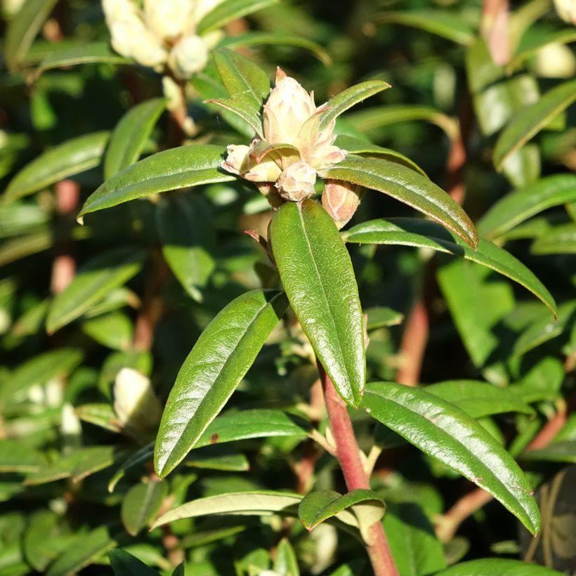 Rhododendron Artic Tern (Fogliame)