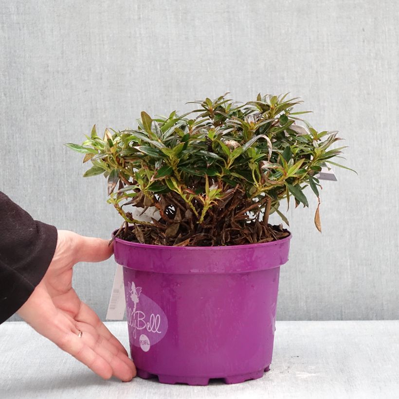 Rhododendron campylogynum Lilly Bell Vaso da 3L/4L esemplare consegnato in inverno