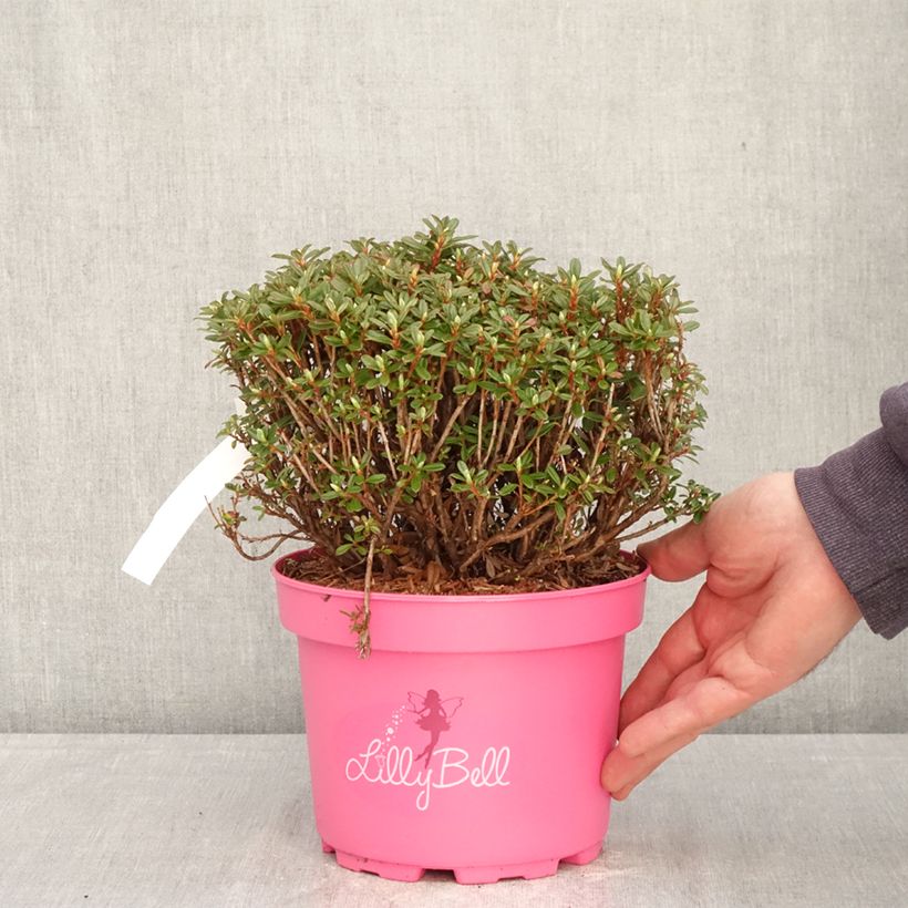 Rhododendron campylogynum Lilly Bell Vaso da 3L/4L esemplare consegnato in primavera