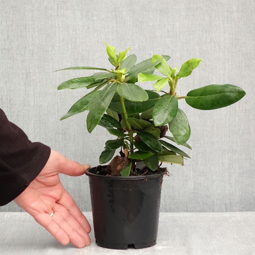 Esemplare di Rhododendron catawbiense Boursault Vaso da Ø 12 cm / 13 cm come consegnato in autunno
