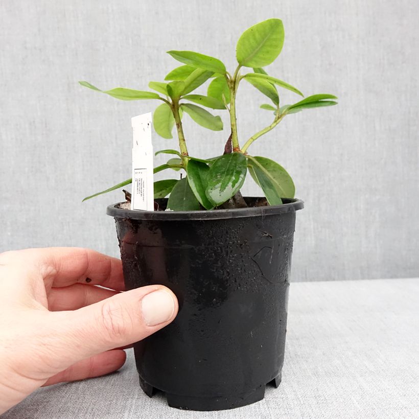 Rhododendron catawbiense Boursault Pot de 12 cm / 13 cm esemplare consegnato in inverno