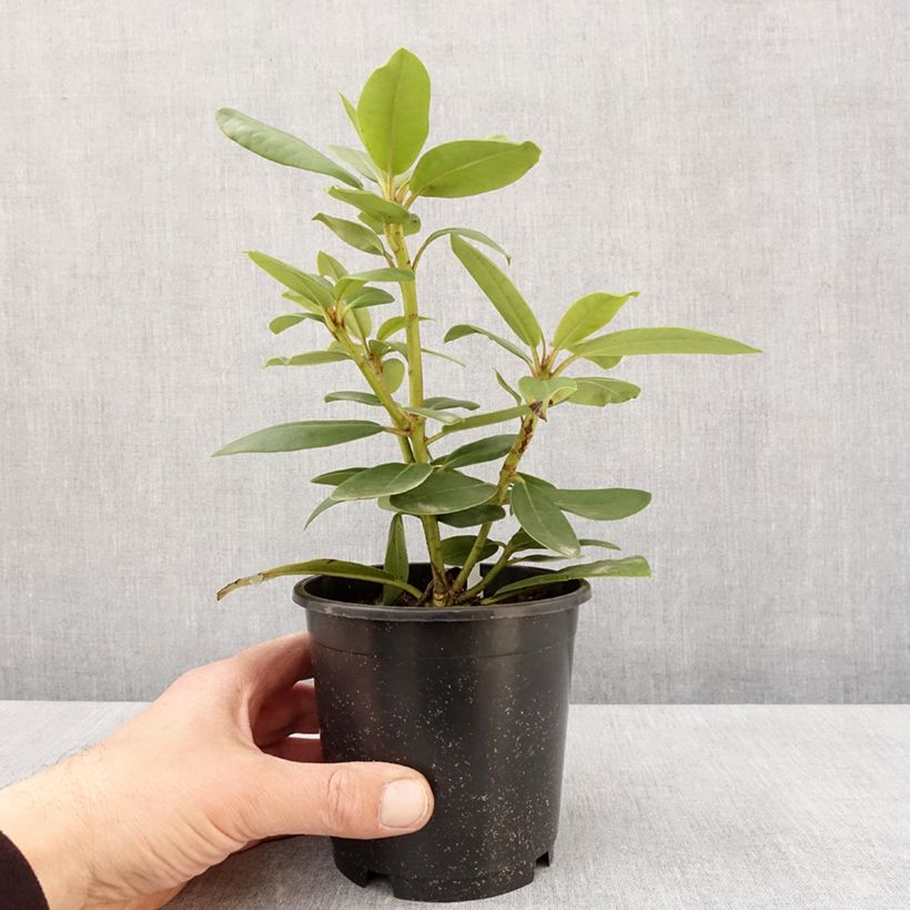Rhododendron catawbiense Boursault Vaso da Ø 12 cm / 13 cm esemplare consegnato in primavera