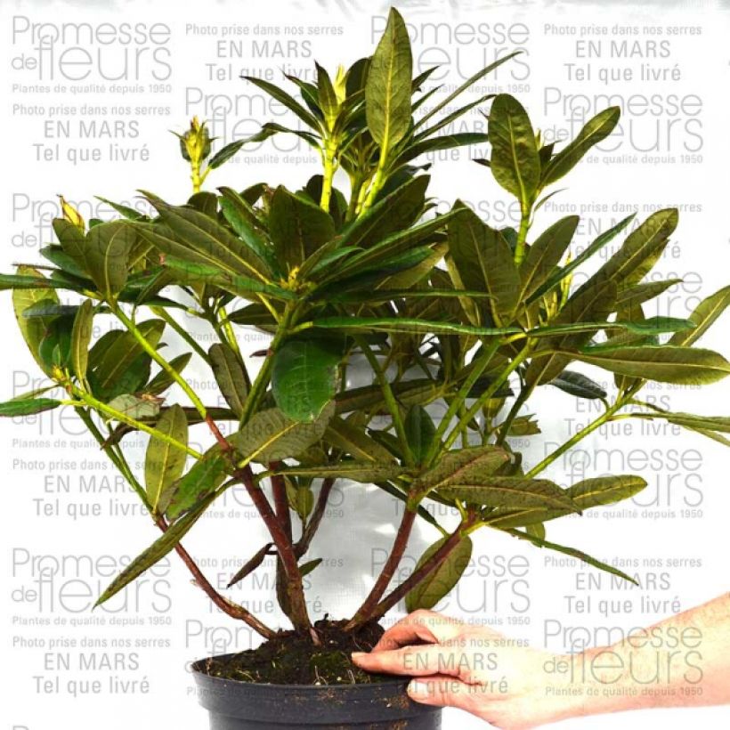 Esempio di esemplare Rhododendron Champagne Vaso da 4L/5L come consegnato