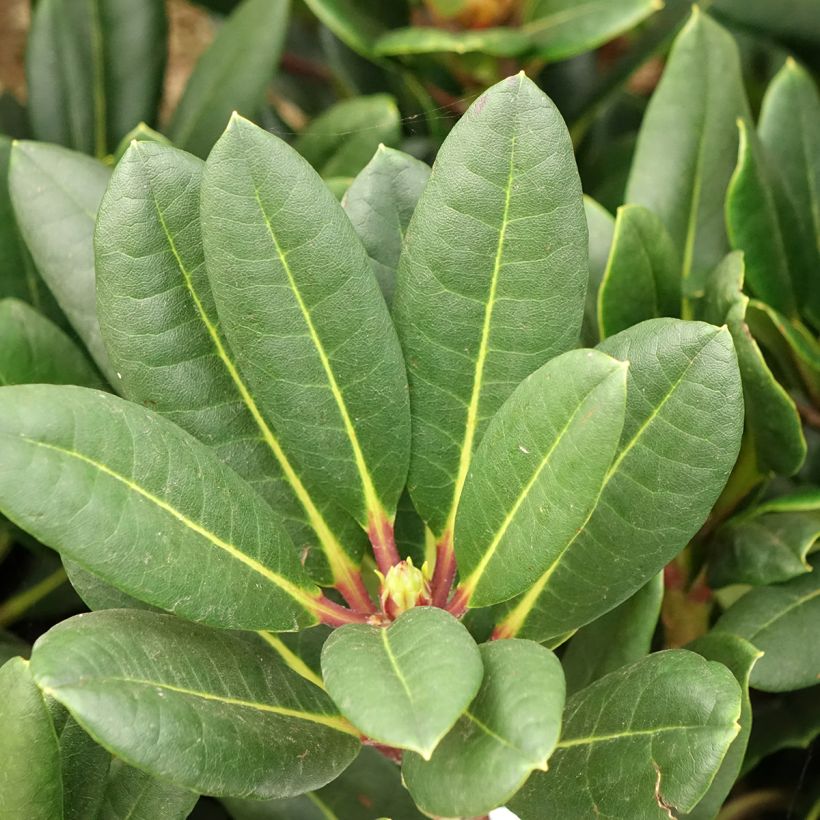 Rhododendron Château de Josselin (Fogliame)
