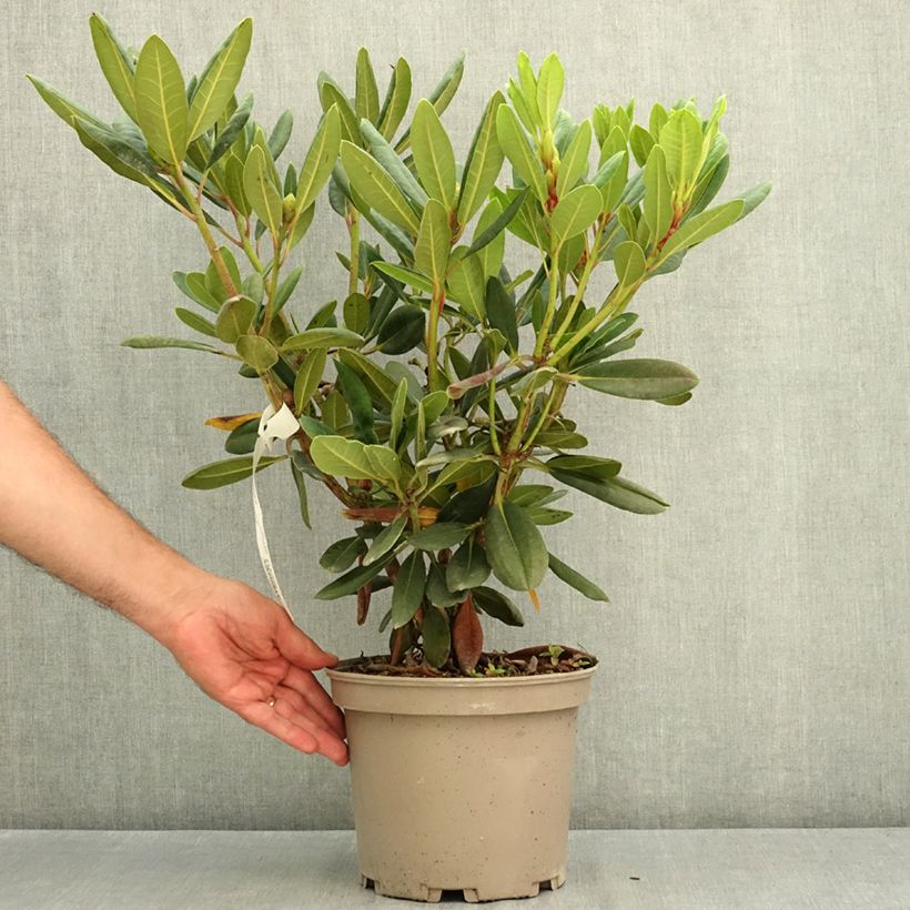 Esemplare di Rhododendron Château de Josselin Vaso da 4L/5L consegnato in estate