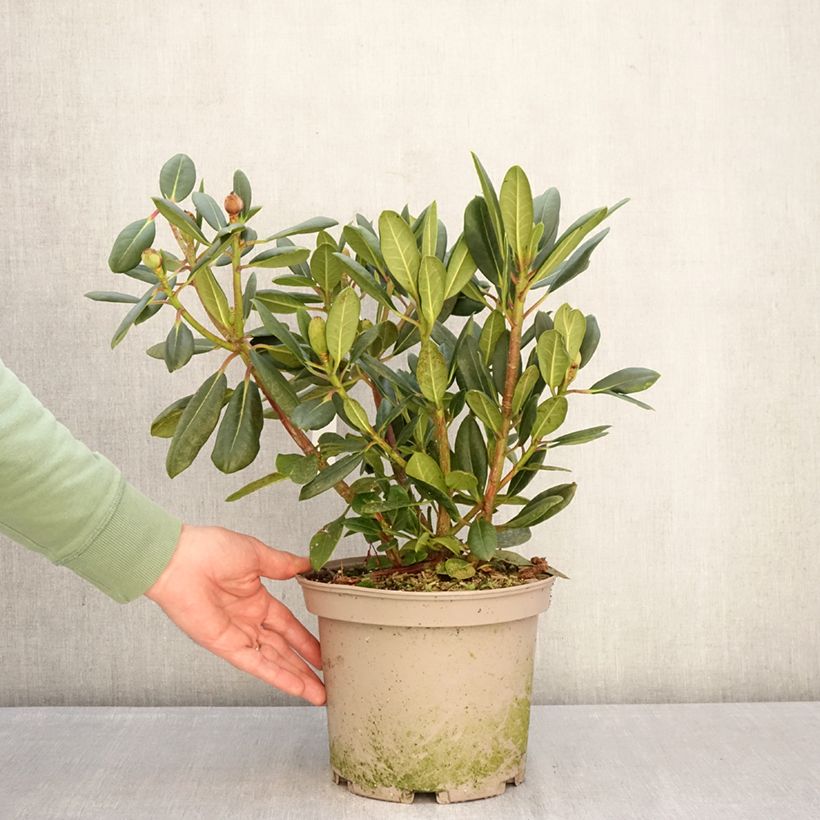 Example of Rhododendron Château de Josselin Vaso da 4L/5L as you get in hiver