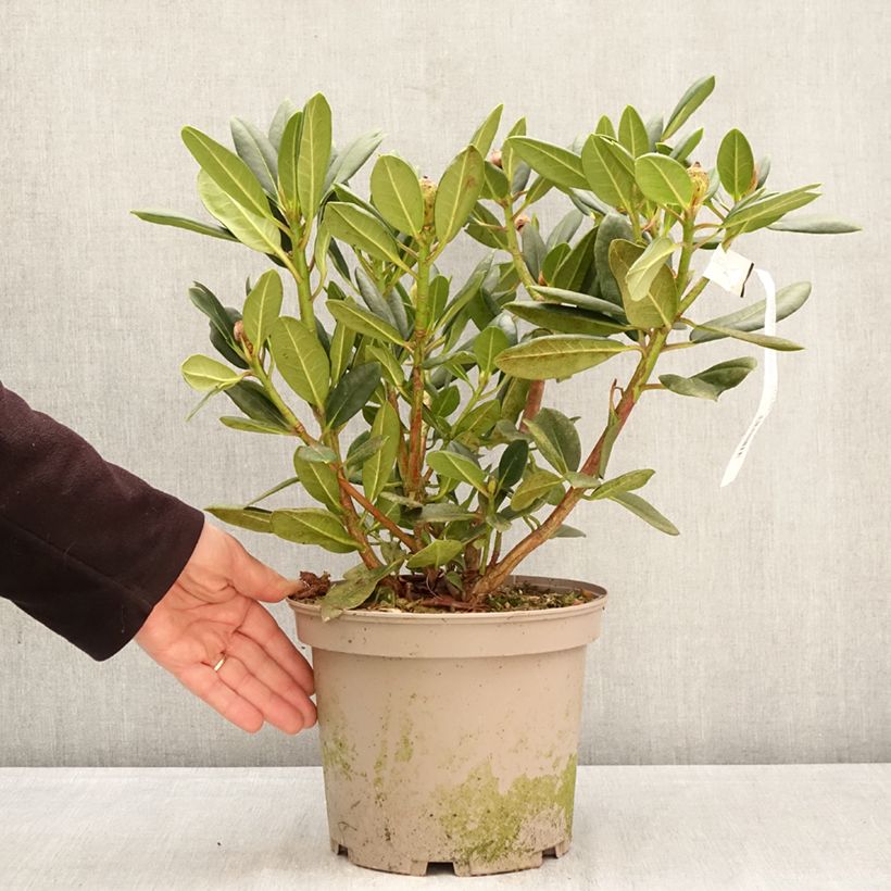 Rhododendron Château de Josselin Vaso da 4L/5L esemplare consegnato in primavera