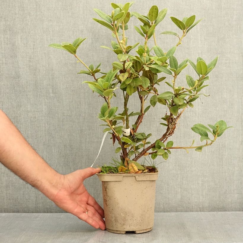 Esemplare di Rhododendron Cilpinense  Vaso da 4L/5L consegnato in estate