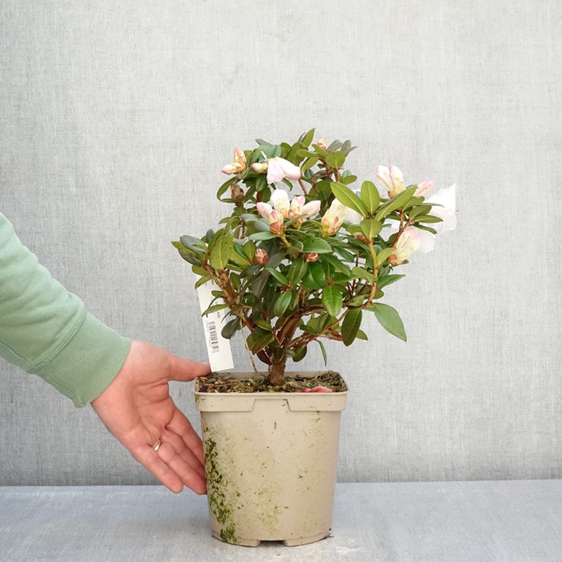 Example of Rhododendron Cilpinense  Vaso da 4L/5L as you get in hiver