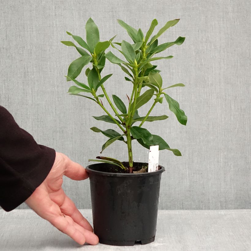 Esemplare di Rhododendron Cunningham's White Vaso da Ø 12 cm / 13 cm come consegnato in autunno