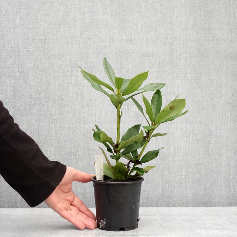 Rhododendron Cunningham's White Pot de 12 cm / 13 cm esemplare consegnato in inverno