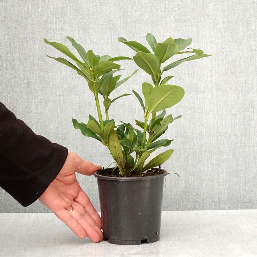 Example of Rhododendron Cunningham's White Vaso da Ø 12 cm / 13 cm as you get in printemps
