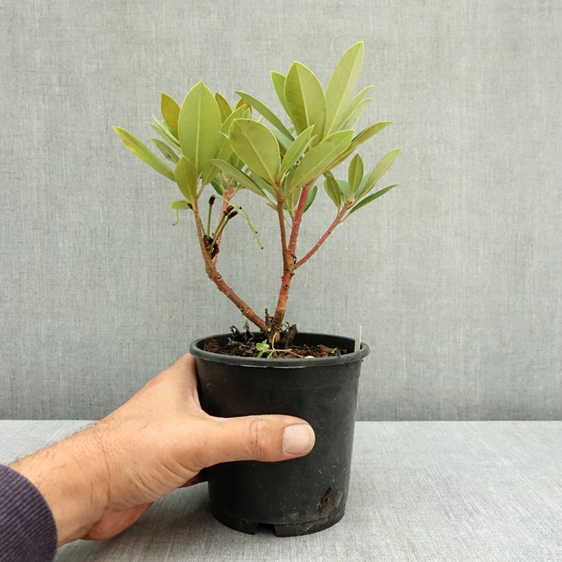 Esemplare di Rhododendron yakushimanum Dream Land Vaso da Ø 12 cm / 13 cm consegnato in estate