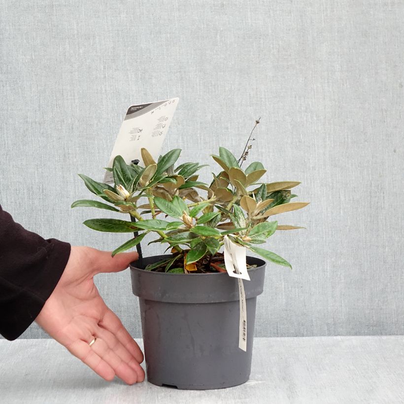 Esemplare di Rhododendron yakushimanum Dusty Miller Vaso da 2L/3L come consegnato in autunno