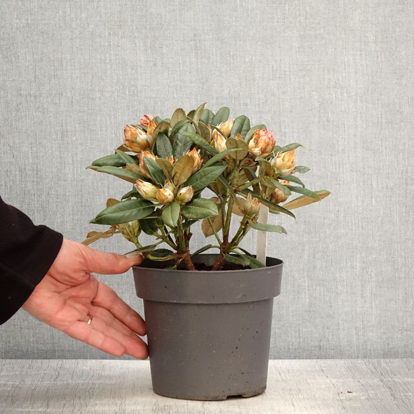 Rhododendron yakushimanum Dusty Miller Vaso da 2L/3L esemplare consegnato in primavera
