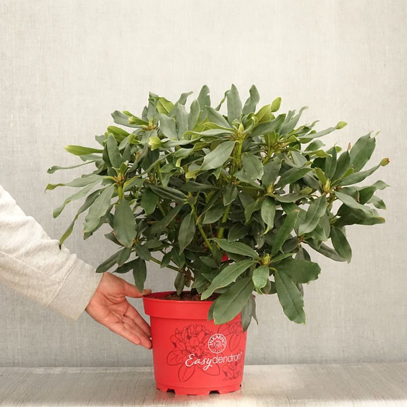 Esemplare di Rhododendron Easydendron INKARHO Madame Masson Pot de 4L/5L come consegnato in autunno