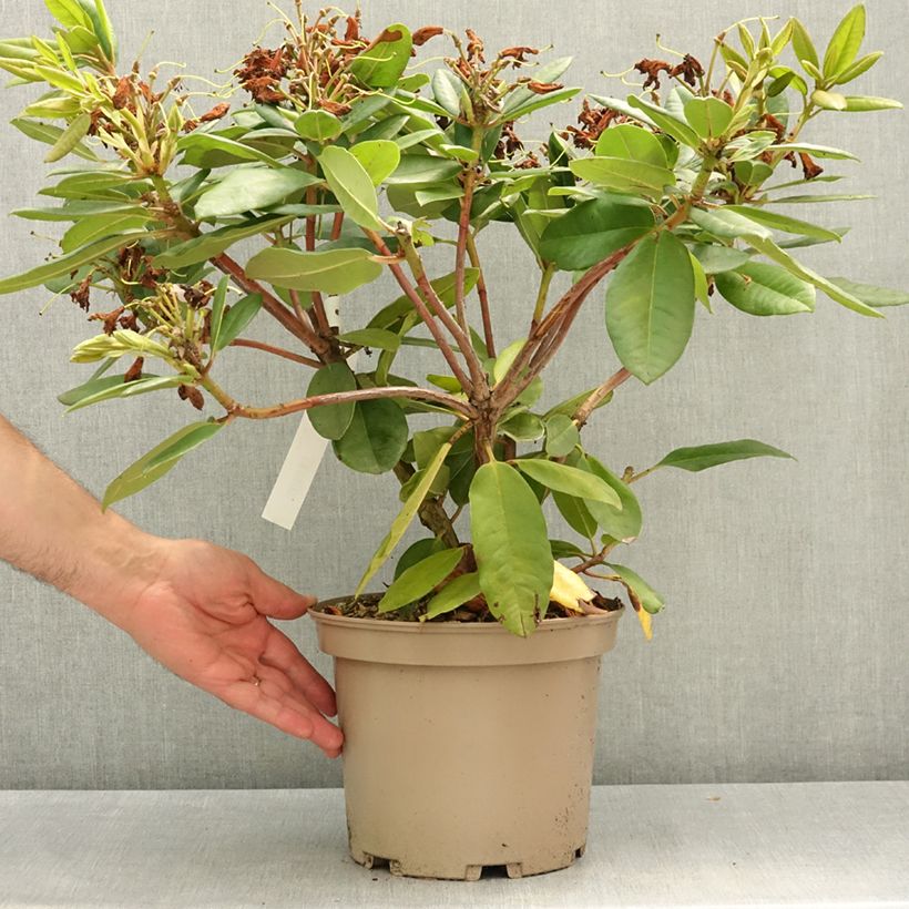 Rhododendron Eucharitis Vaso da 4L/5L esemplare consegnato in primavera