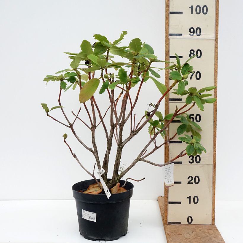 Esemplare di Rhododendron Germania Vaso da 7,5L/10L come consegnato in autunno