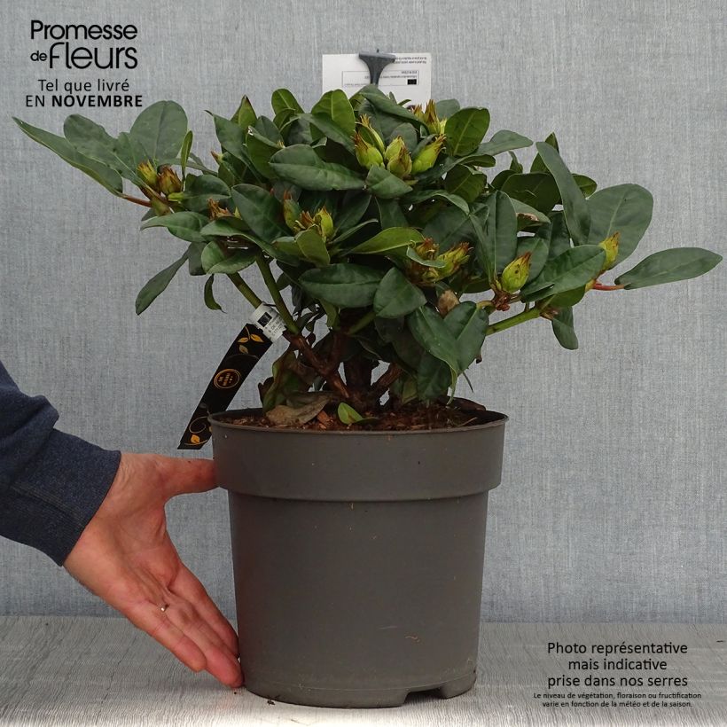 Esemplare di Rhododendron x haematodes Lisetta - Rhododendron nain Pot de 6L/7L come consegnato in autunno