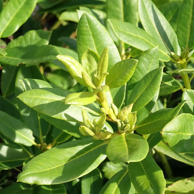 Rhododendron Easydendron INKARHO Belkanto (Foliage)