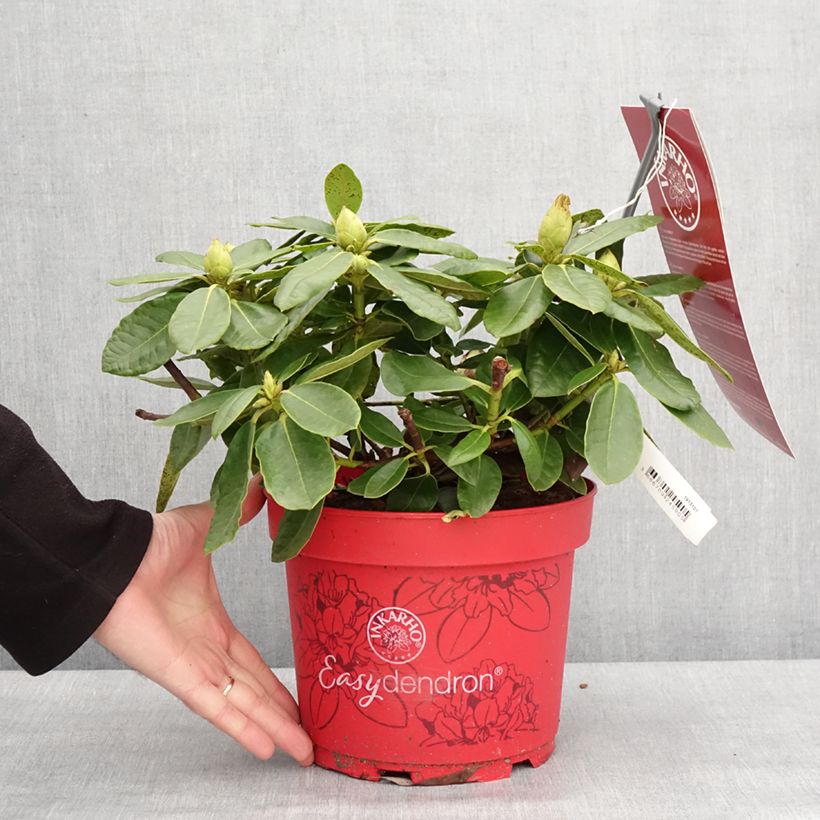 Rhododendron hybride Easydendron INKARHO Belkanto Pot de 4L/5L esemplare consegnato in inverno