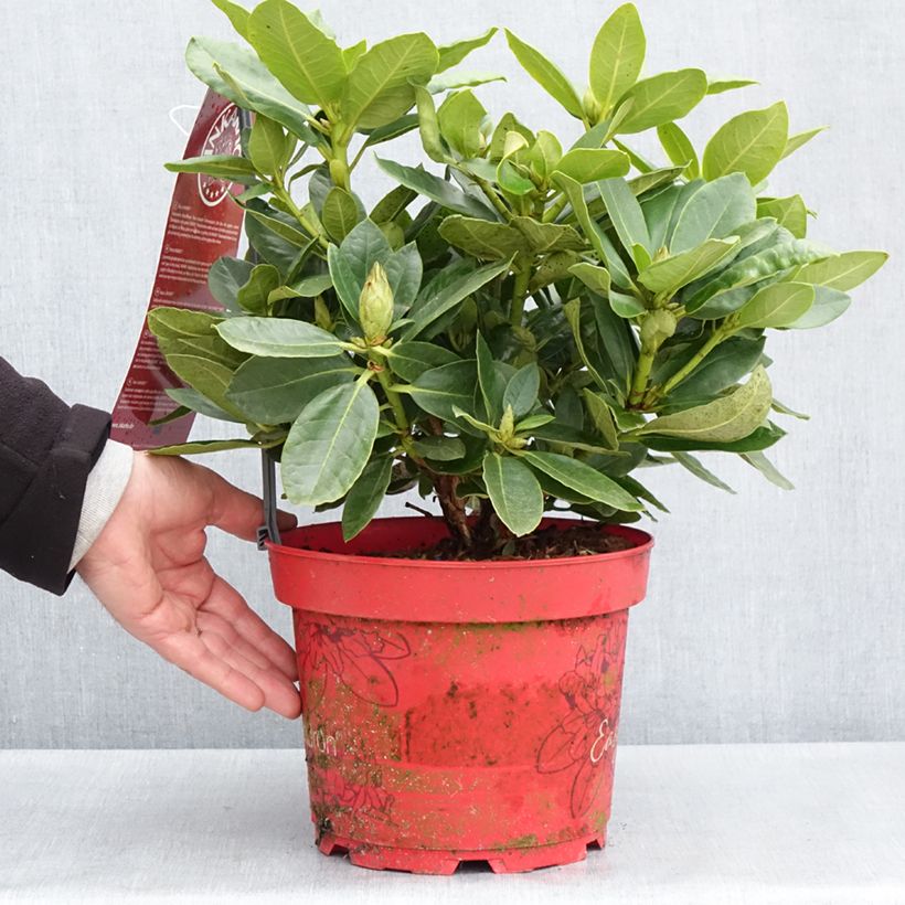 Example of Rhododendron Easydendron INKARHO Belkanto Vaso da 4L/5L as you get in printemps