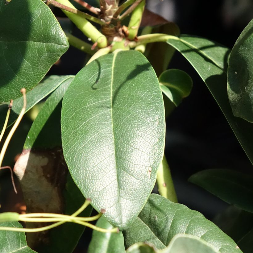 Rhododendron Easydendron INKARHO Grandiflorum (Fogliame)