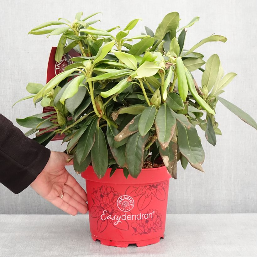 Rhododendron hybride Easydendron INKARHO Orakel Pot de 7,5L/10L esemplare consegnato in inverno