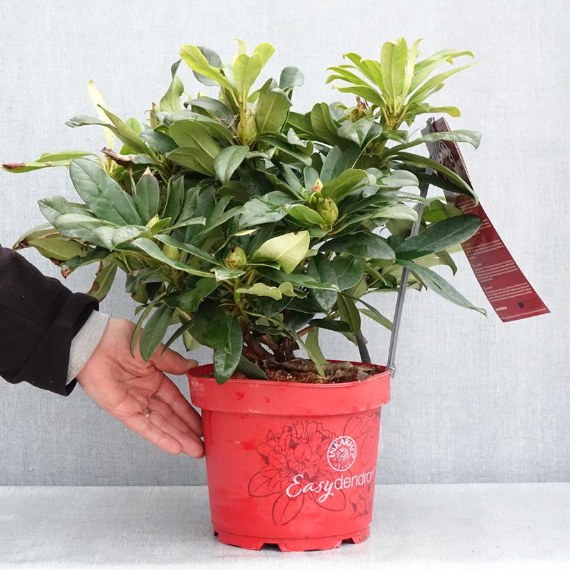 Example of Rhododendron Easydendron INKARHO Orakel Vaso da 7,5L/10L as you get in printemps