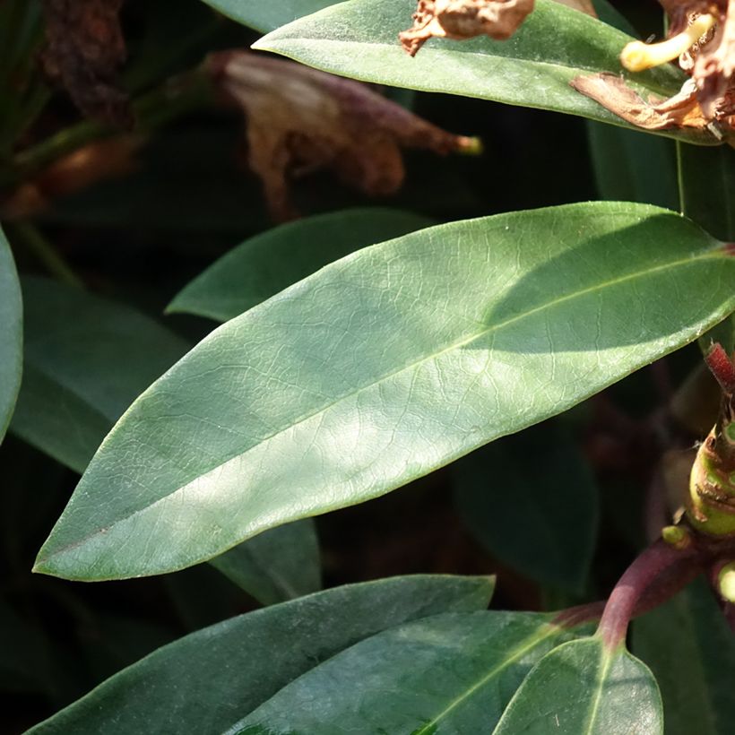 Rhododendron Easydendron INKARHO Pfauenauge (Foliage)