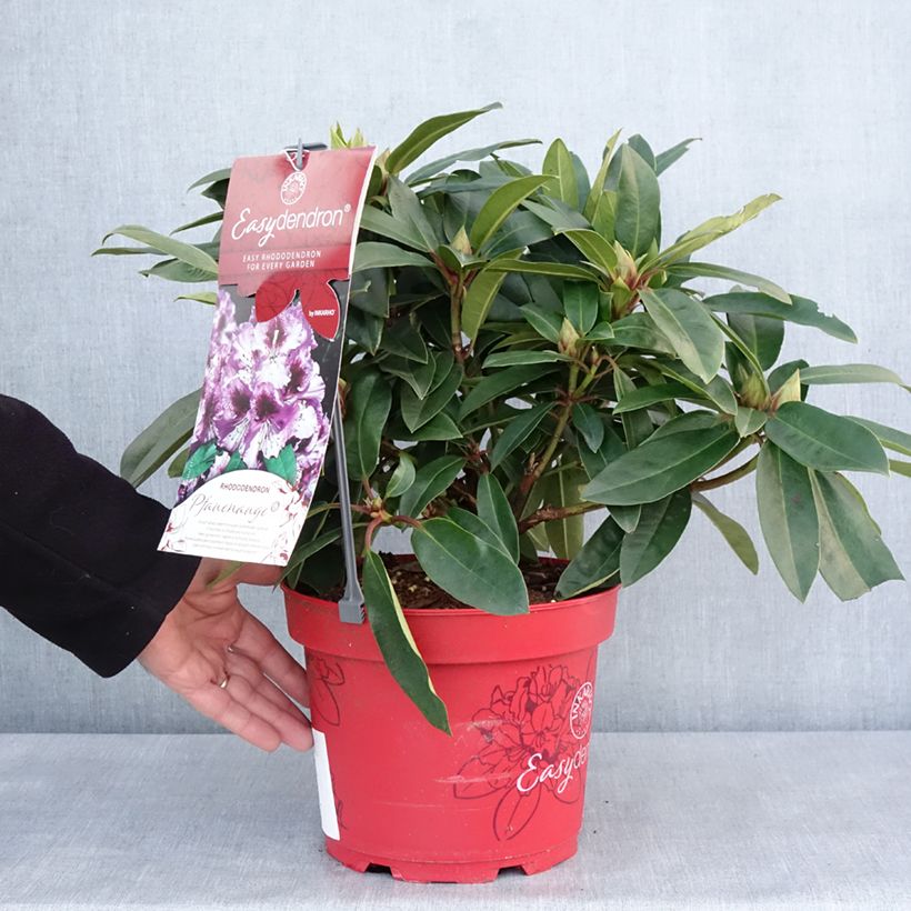 Rhododendron hybride Easydendron INKARHO Pfauenauge Pot de 4L/5L esemplare consegnato in inverno