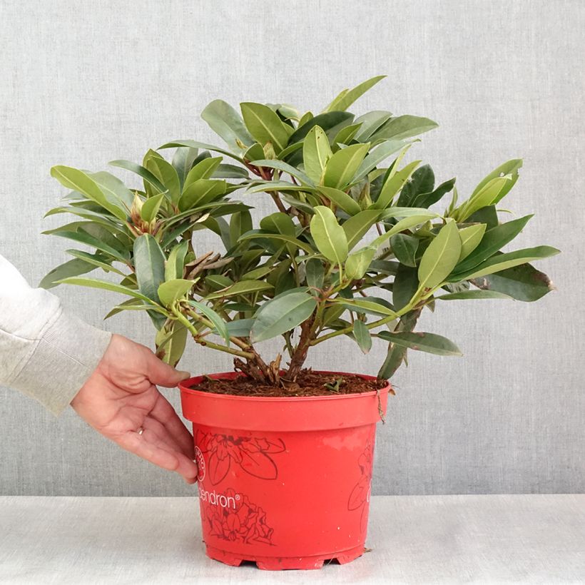 Example of Rhododendron Easydendron INKARHO Pfauenauge Vaso da 4L/5L as you get in printemps